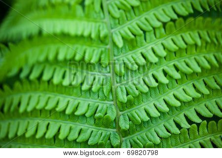 Closeup Of Green Fern Stem And Leaves