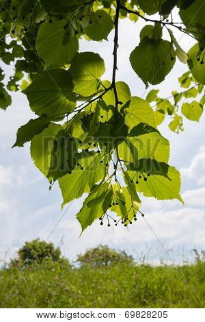 Large-leaved Linden Tree From Close