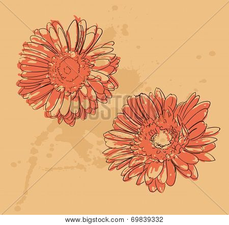 Two Gerbera Flowers