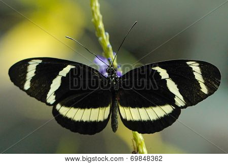 Zebra Long wing butterfly