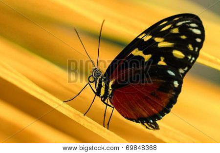 Hecale butterfly