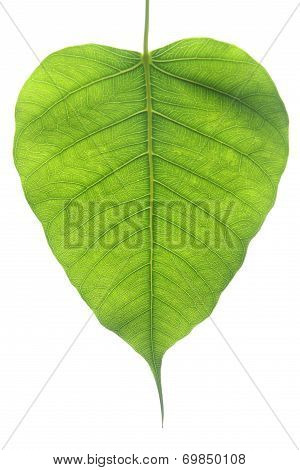 Banyan Tree Leaf