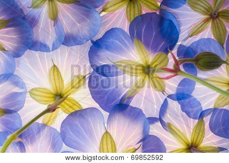 Blue Flower