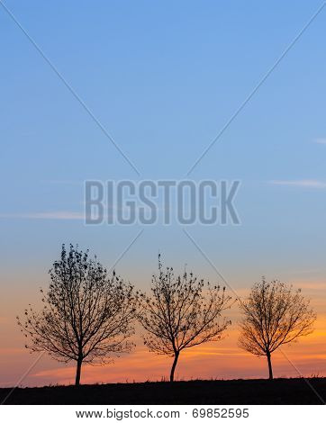 tree