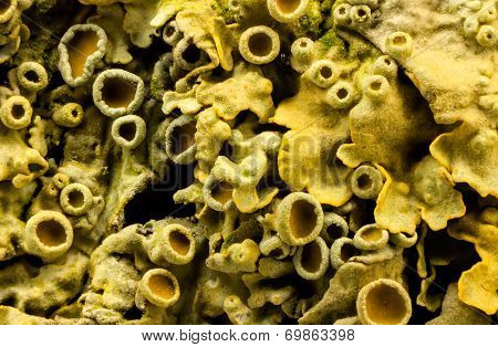 Yellow Lichen