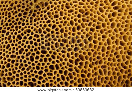 Sporangium Mushroom