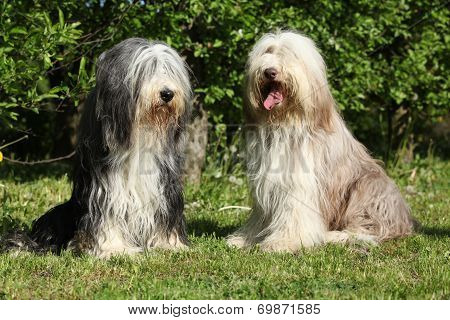 Bearded Collie Sitting In The Garden