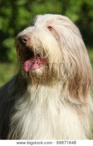 Bearded Kollie In The Garden