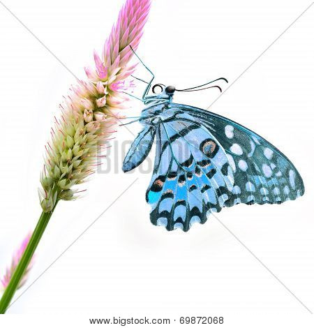 Blue Butterfly On Flower
