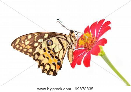 Lime Butterfly On Red Flower
