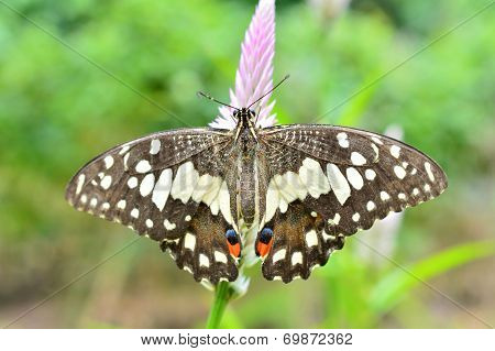 Lime Butterfly On Flower