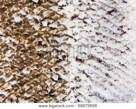 Fish Skin