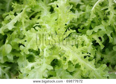 Close Up Of Green And Red Oak Lettuce
