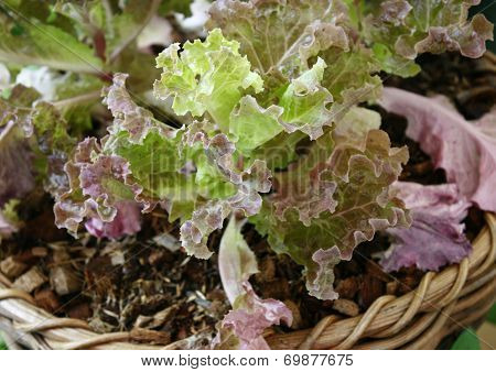 Close Up Of Green And Red Oak Lettuce