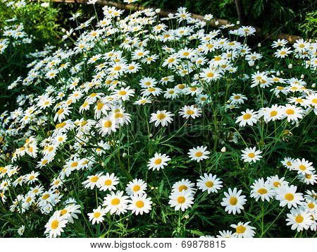 White Cosmos Flowers In Nature