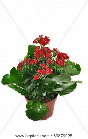 Blooming Kalanchoe Isolated On A White Background