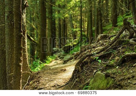 Dense green forest