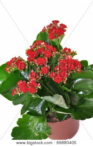 Blooming Kalanchoe Isolated On A White Background