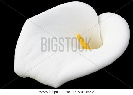 weiße Calla auf schwarzem Hintergrund