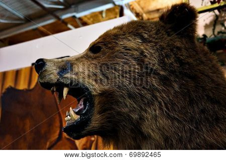 Stuffed Bear Head