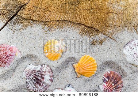 Colorfull Sea Shells Sand Board