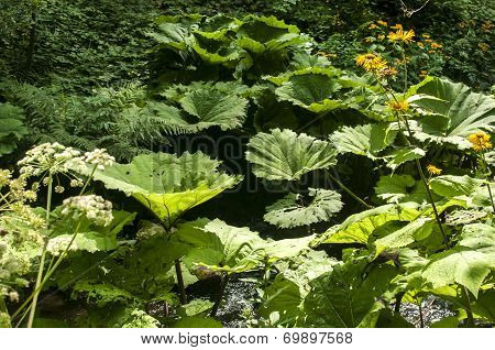 Giant butterbur leaves
