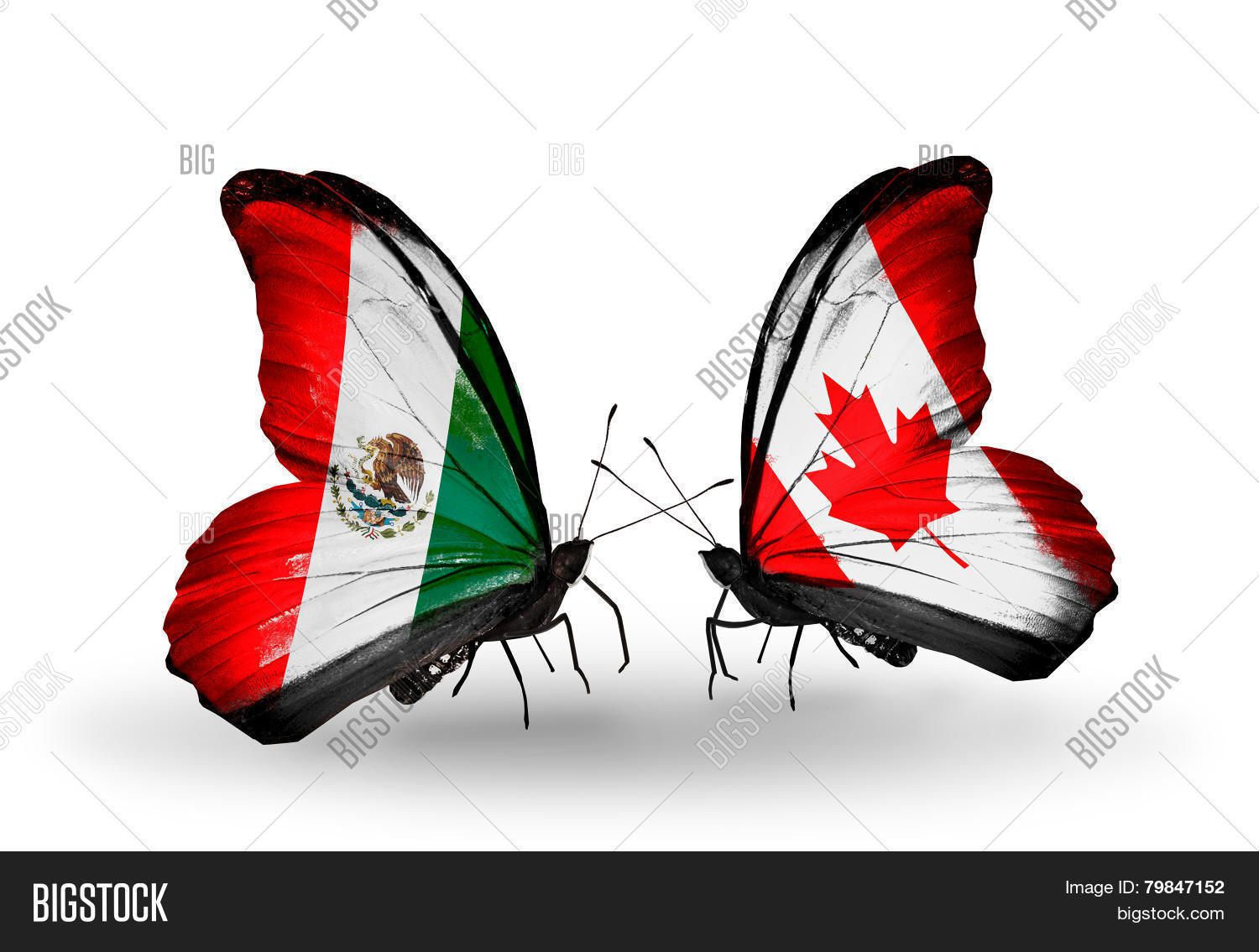 Two Butterflies Flags Image & Photo (Free Trial) | Bigstock