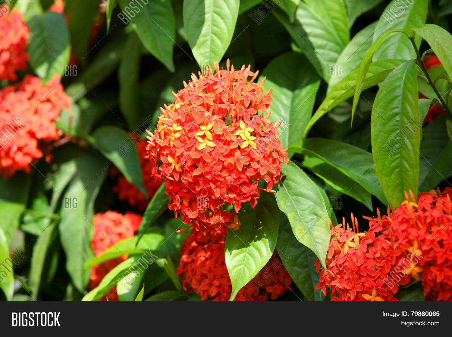Ashoka Flowers Image & Photo (Free Trial) Bigstock