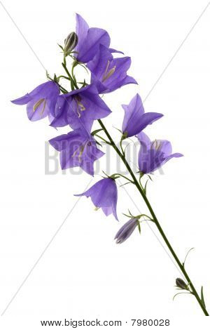 Campanula