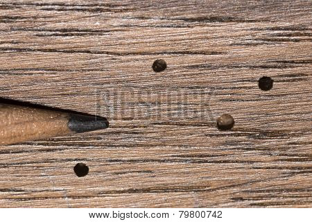 Wood Boring Beetle Damage