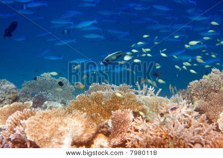 Oceano Indiano. Pesci coralli