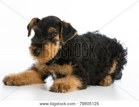 airedale terrier puppy laying down on white background
