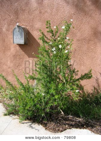 Apache pióropusz Bush