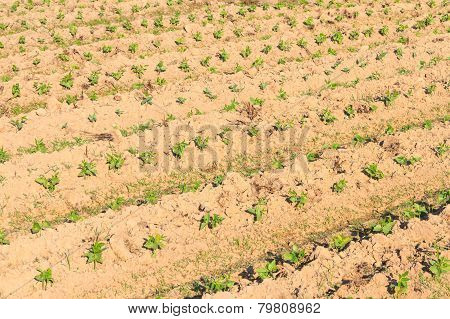 Young yardlong bean plant in the farm