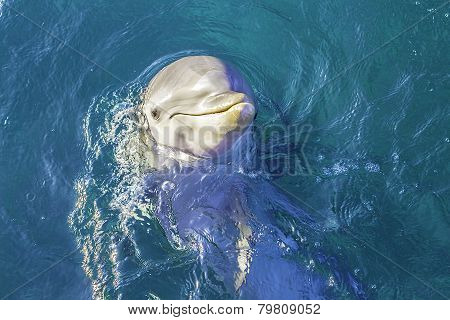 Dolphin Scene
