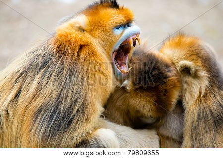 A gloden monkey family hug together with old monkey mouth open