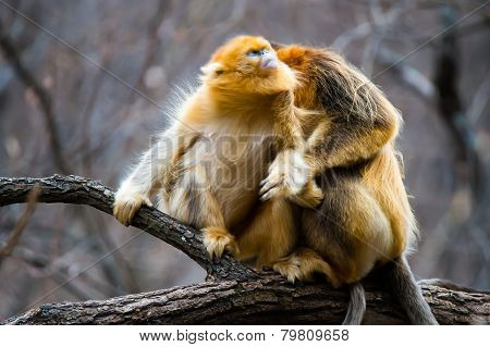 Two golden monkey enjoy catching lice