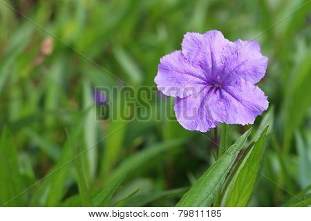 A Purple  Hibiscus Flower At The Park