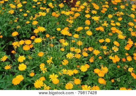 Meadow Of Yellow Daisies