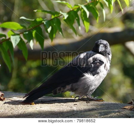 A hooded crow