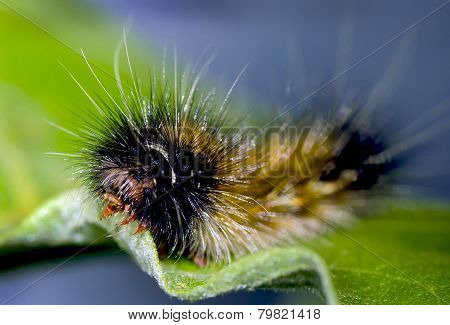 caterpillar eating leaf