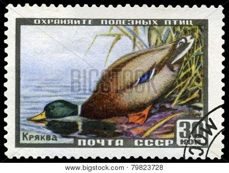 Vintage  Postage Stamp. Mallard.