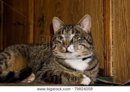 Tabby Cat Posing