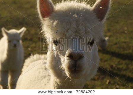 Alpaca Close Up