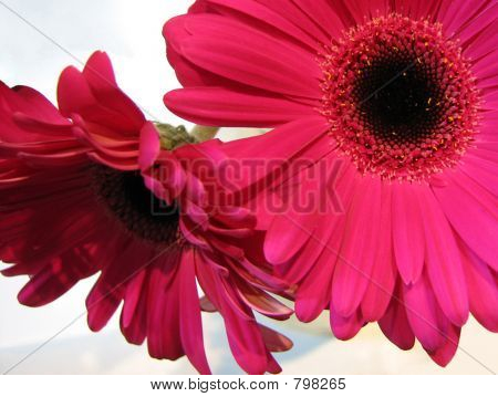 Grandi fiori rosa 
