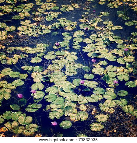 Lily Pads On The Surface Of A Pond - Retro Filter.