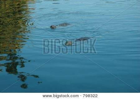 Harbour seals