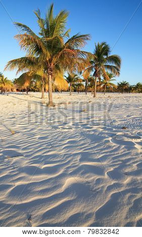 Palm trees on the white sand. Playa Sirena. Cayo Largo. Cuba.