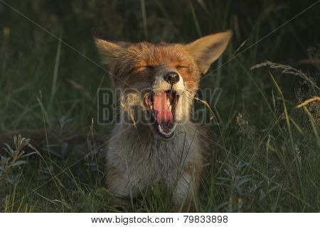 Yawning Red Fox