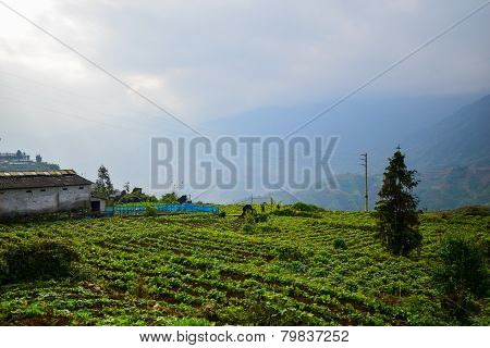 Landscape